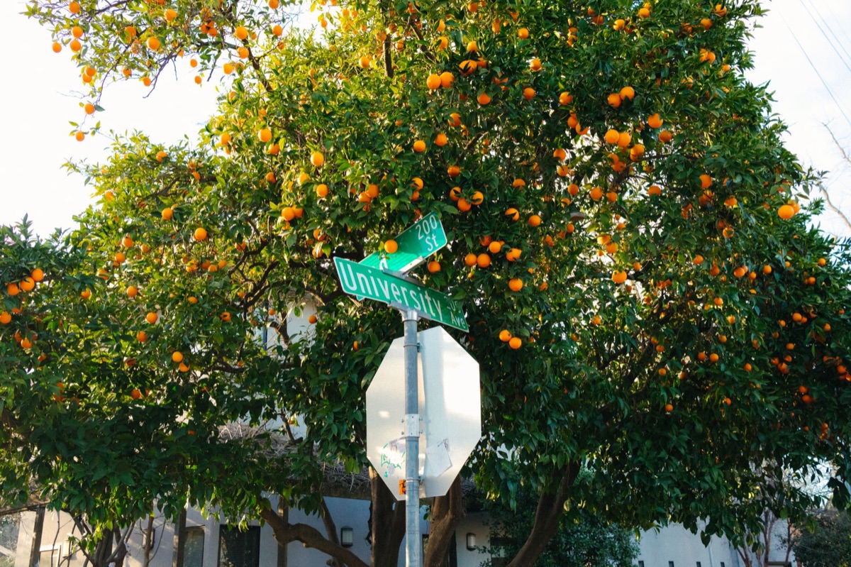 Signe d'un quartier sécurisé à Los Angeles